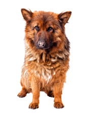 german shepherd