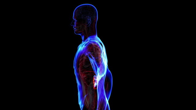 Transition body - urinary system - body. Loop