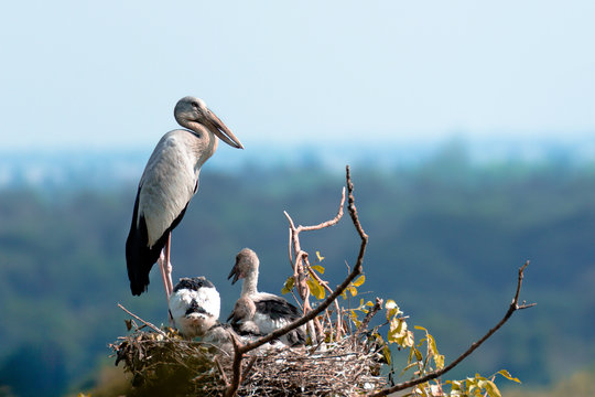 M&egrave;re cigogne et ses petits cigoneaux dans le nid