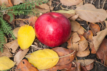 Naklejka na ściany i meble apples on apple tree branch in garden