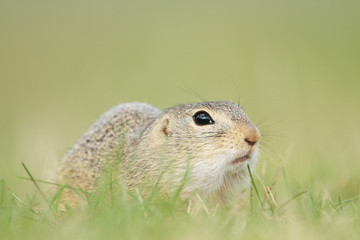 European Ground Squirrel