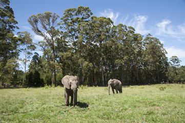 African elephants feeding on grass South Africa