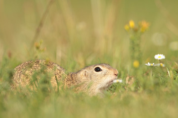 European Ground Squirrel