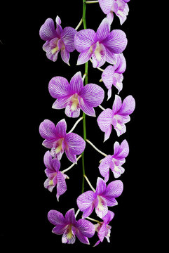 The Thailand orchid