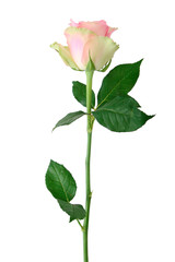 Obraz premium Pink rose