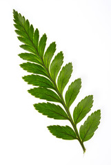 Foot fern