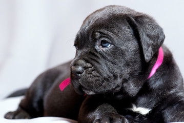 Obraz premium Cane Corso Italiano Puppie