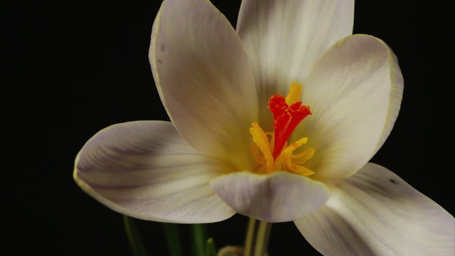snowdrop crocus saffron Galanthus blossom time lapse