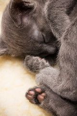 Obraz premium Kitten.