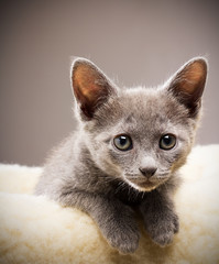 Kitten.