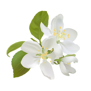 White apple flowers
