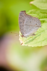 Fototapeta na wymiar brown butterfly on green leaf