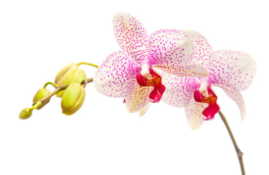 Fototapeta phalaenopsis