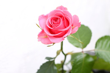 Pink rose closeup isolated on white background