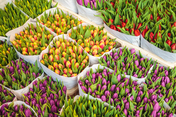 Assortment of colorful tulips in a flower shop © Martin Bergsma