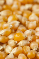 Organic Raw Yellow Corn Kernels
