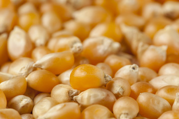 Organic Raw Yellow Corn Kernels