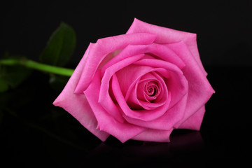 .Pink rose isolated on black