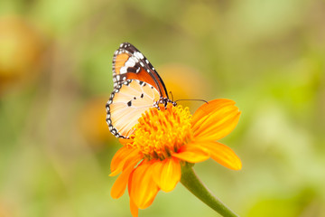 beautiful butterfly with flower