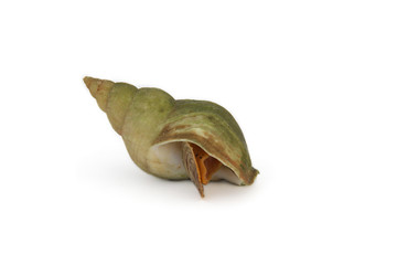 coquillage