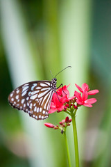 Fototapeta na wymiar beautiful butterfly with red flower