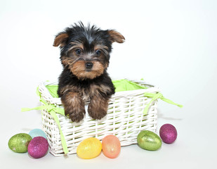 Easter Yorkie Puppy
