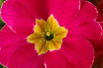 Beautiful pink primula, close up