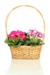Beautiful pink primulas in basket, isolated on white