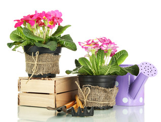 Beautiful pink primula in flowerpots and gardening tools,