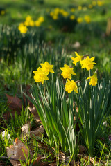 Field of blooming daffodils