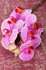 Gentle beautiful orchid on wooden table close-up