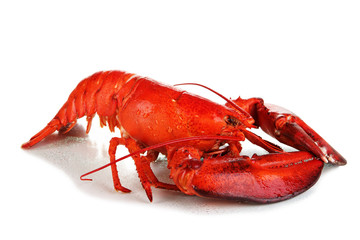 Red lobster isolated on white