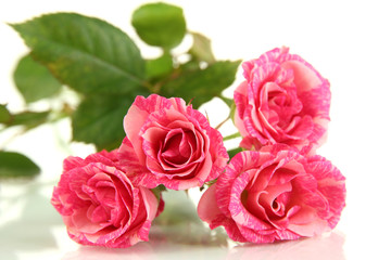 Beautiful pink roses close-up isolated on white