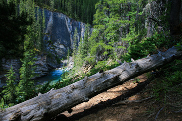 Naklejka premium Arbre couché, riviere Cascade