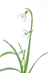 Spring snowdrops isolated on white