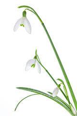 Spring snowdrops isolated on white