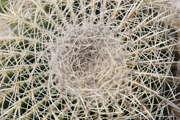 Cactus with big thorns