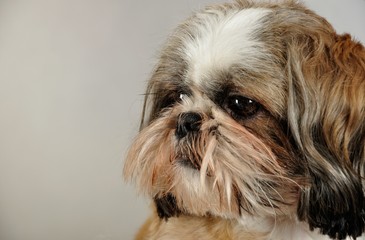 shih tzu - obrazy, fototapety, plakaty