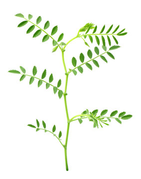 Chick-pea plant over white background