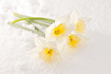narcissuses in the snow