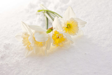 narcissuses in the snow