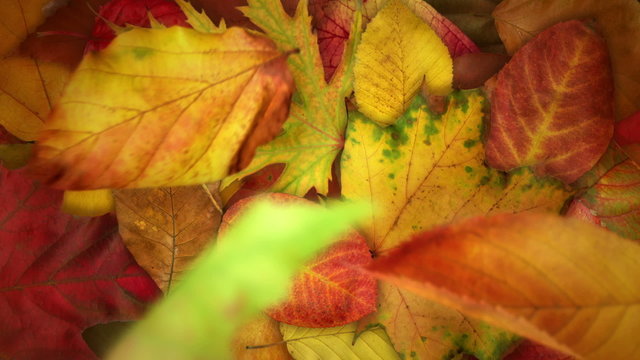 Falling Autumn Leaves - Realistically Animated Video Loop