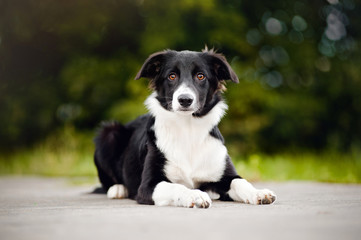 Black and white Border Collie puppy