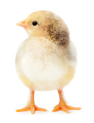 yellow chicken isolated on a white