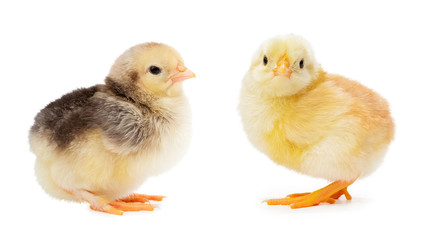 yellow and gray chickens isolated on a white