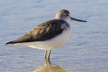 Greenshank (Tringa nebularia)