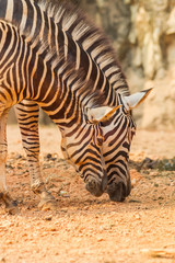 Fototapeta na wymiar Two lovely Zebra eating in Thailand zoo