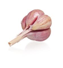 Garlic bulb