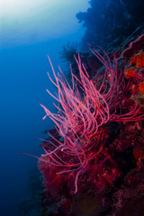 Fototapeta na wymiar Jasny czerwony koral Bicz podwodny w Sipadan wyspie
