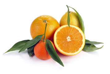 set of citrus fruits